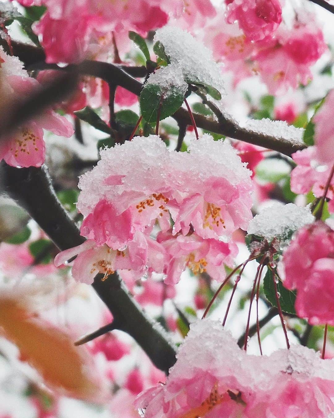 猪鼻ちひろさんのインスタグラム写真 - (猪鼻ちひろInstagram)「☃️🌸☺️🌸﻿☃️ おうちごもりな週末。﻿ まさかと思っていたけれど、東京は雪。﻿ 朝から「あき(雪)だよー！」の元気なおチビさんの声とジャンプで目覚め、お庭に積もった雪をみて驚きました。﻿ ﻿ お庭の大きな木はふたつ。﻿ 姫りんごだと思っていたお花がカイドウだったことを知り、笑﻿ 桜に似てるこのお花を見て嬉しい気持ちになりました🌸﻿ ハナミズキもカイドウも、どんっどん大きくなる。﻿ ﻿ 本当は毎年恒例のお花見予定だったけれど、﻿ お庭のお花を眺めながらせっせと刺繍しています。﻿ (色々とブログに様子載せてます、みんなとお喋りしてる気持ちで書いてるよ！お暇な方は遊びにきてね)﻿ ☺️🌸﻿ #ちひろのお花 #ちひろのおうち﻿ #はなかいどう #かいどう #姫りんご 似てるよね　﻿ #バラ科 #リンゴ属 別名は #スイシカイドウ#ナンキンカイドウ」3月29日 11時49分 - inohanachihiro