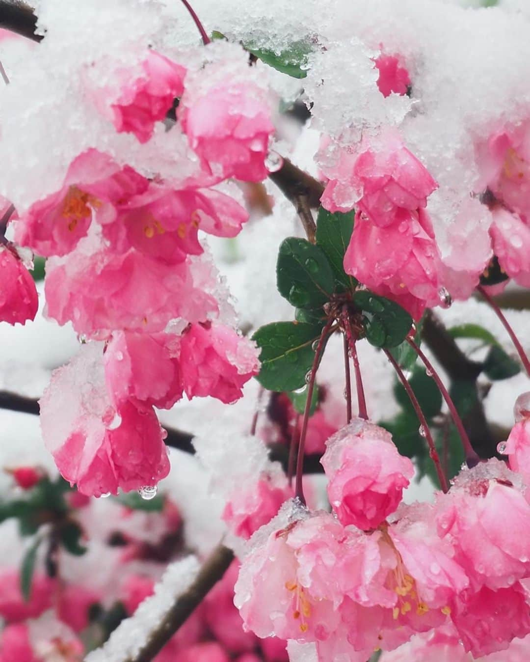 猪鼻ちひろさんのインスタグラム写真 - (猪鼻ちひろInstagram)「☃️🌸☺️🌸﻿☃️ おうちごもりな週末。﻿ まさかと思っていたけれど、東京は雪。﻿ 朝から「あき(雪)だよー！」の元気なおチビさんの声とジャンプで目覚め、お庭に積もった雪をみて驚きました。﻿ ﻿ お庭の大きな木はふたつ。﻿ 姫りんごだと思っていたお花がカイドウだったことを知り、笑﻿ 桜に似てるこのお花を見て嬉しい気持ちになりました🌸﻿ ハナミズキもカイドウも、どんっどん大きくなる。﻿ ﻿ 本当は毎年恒例のお花見予定だったけれど、﻿ お庭のお花を眺めながらせっせと刺繍しています。﻿ (色々とブログに様子載せてます、みんなとお喋りしてる気持ちで書いてるよ！お暇な方は遊びにきてね)﻿ ☺️🌸﻿ #ちひろのお花 #ちひろのおうち﻿ #はなかいどう #かいどう #姫りんご 似てるよね　﻿ #バラ科 #リンゴ属 別名は #スイシカイドウ#ナンキンカイドウ」3月29日 11時49分 - inohanachihiro