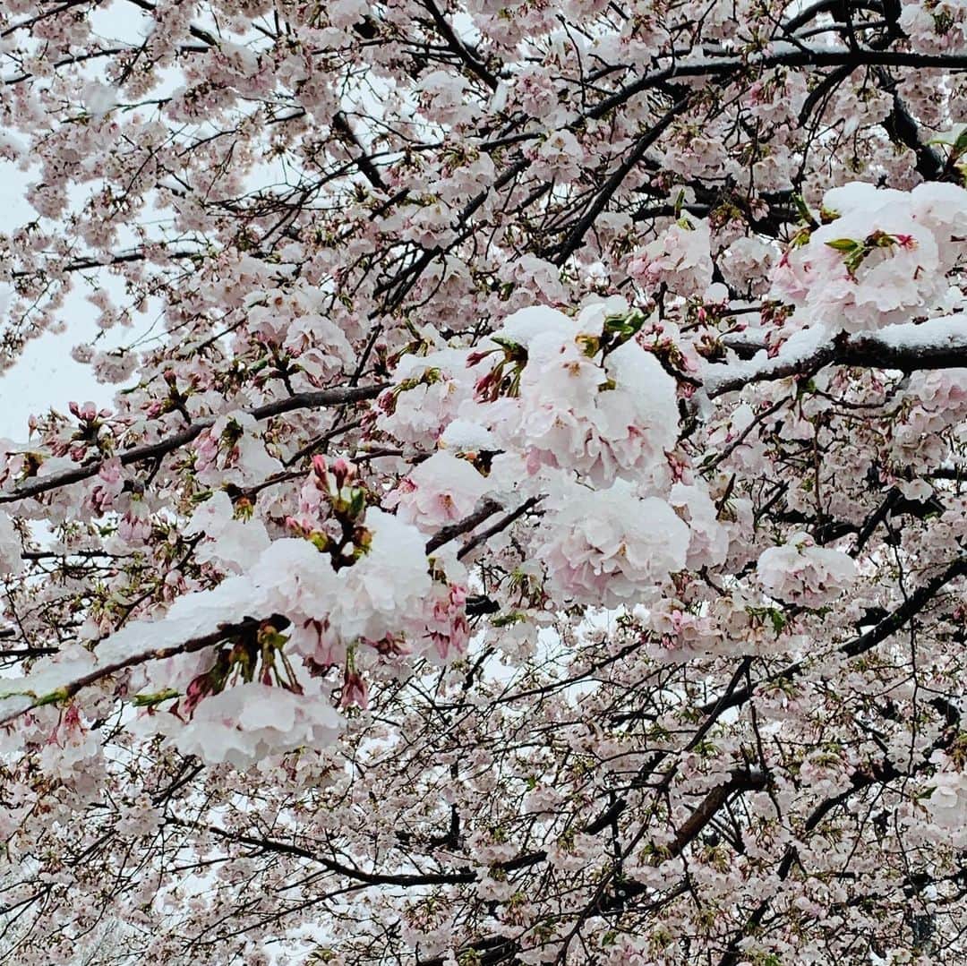 大沢樹生さんのインスタグラム写真 - (大沢樹生Instagram)「桜🌸と雪❄️ ポジティブに想えば貴重✨✨✨ パジャマのまま撮りに来ちゃったよ〜👏😅寒笑 #大沢樹生#桜#季節外れ#雪#貴重」3月29日 11時56分 - osawa_mikio