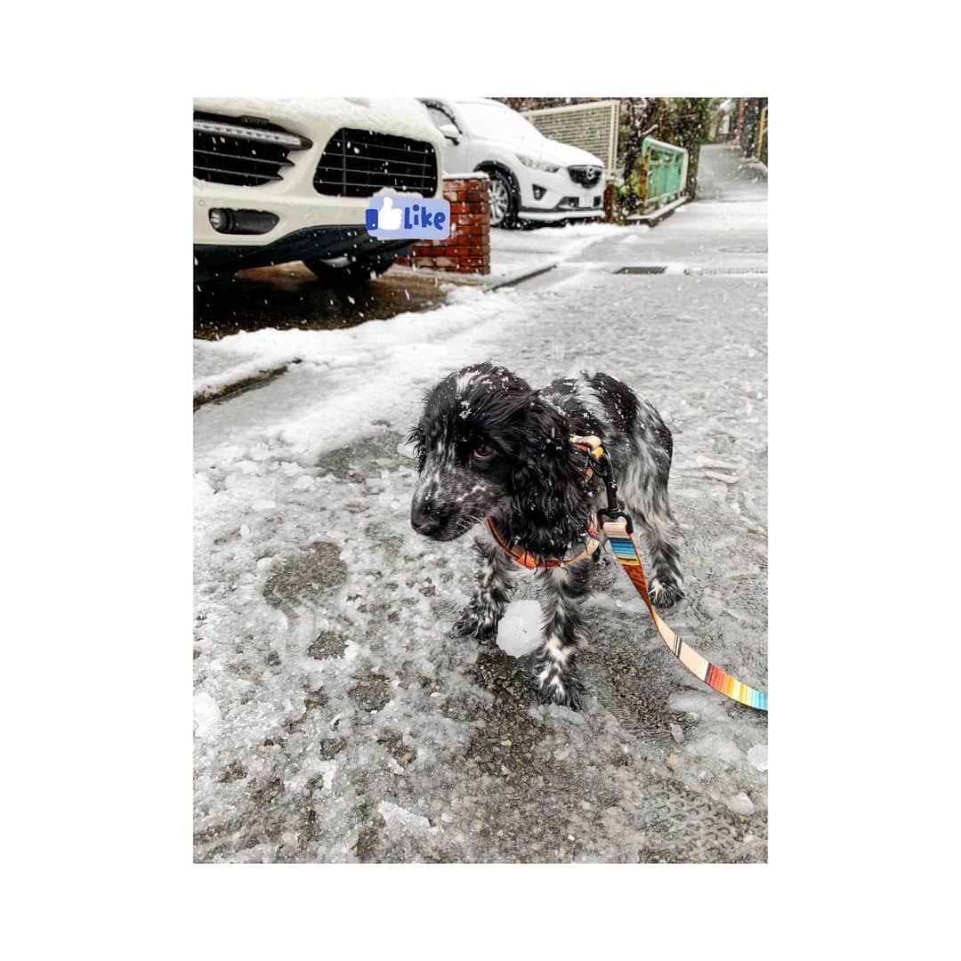 平中克幸のインスタグラム：「. 運動不足でストレスたまらない ように家の前で散歩🐕‍🦺🐕‍🦺 . . 初めての☃️に少し戸惑い気味 . . そして震えだしたのですぐに 家へと戻りました笑 . . #イングリッシュコッカースパニエル  #englishcockerspaniel  #5ヶ月の女の子」