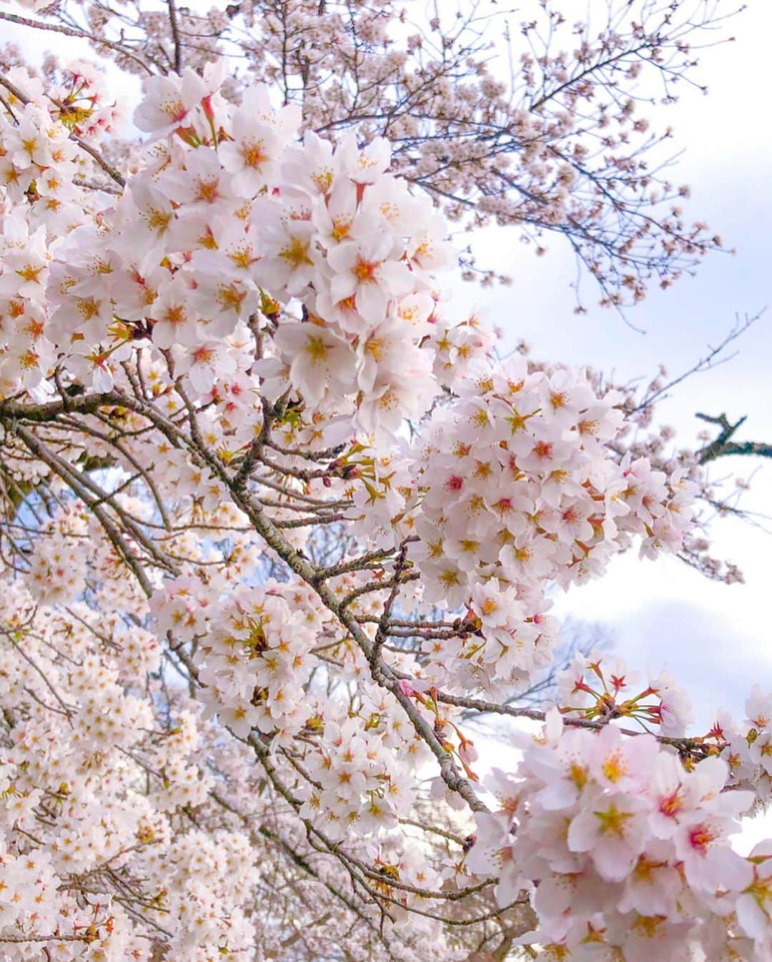 あおい夏海さんのインスタグラム写真 - (あおい夏海Instagram)「桜🌸 自粛前に桜が見れてよかった🥺🌸 . @michebloomin のカラコンと久しぶりにつけまつげ付けてみたよ💓 ただいま ミッシュブルーミン @michebloomin  のグローバルアンバサダーオーディションに参加してます！ . 海外でも販売されているカラコンやつけまつげで、 アンバサダーになると全国の店舗のPOPなどにも出れます✨ . カラコンもつけまつ毛も沢山種類があるので自分にあったデザインやカラーが必ず見つかりますよぉ😆❤️ . みなさんのいいねやコメントもし審査基準みたいで大切なので、 みなさんぜひいいねやコメントください🥺🙏❤️ 応援よろしくお願いいたします(><) . #ミッシュブルーミンアンバサダー #カラコン #つけまつげ  #michebloomin #ミッシュ#アイラッシュ #カラコンレポ #カラコン通販 #コスメ #コスメマニア #オーディション #アンバサダー #カラコン着画  #桜 #花見 #さくら #cherryblossom」3月29日 12時05分 - natsumi.aoi