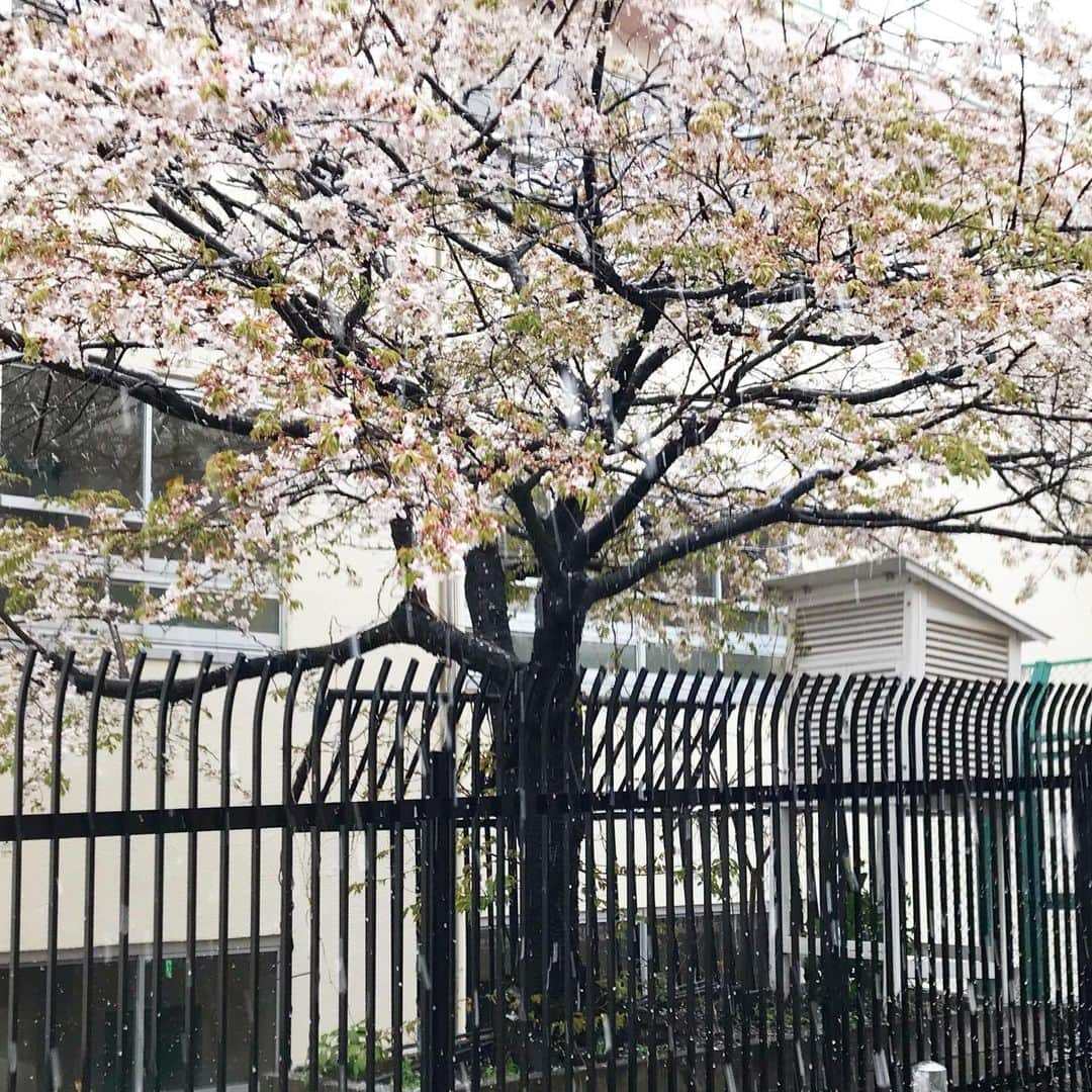 Kダブシャインのインスタグラム：「雪と桜と百葉箱」