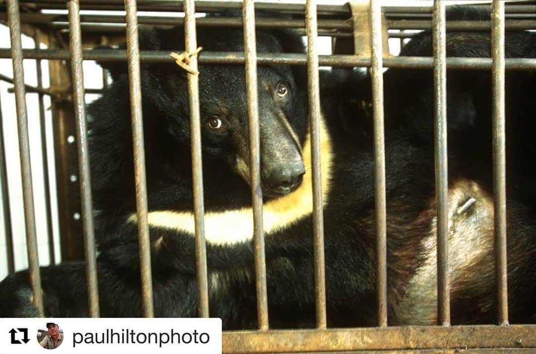 ブリアナ・エヴィガンのインスタグラム：「(Click link in bio) I heard about this awhile ago, and can’t believe it’s come to this. We are being asked as a human race to stop. We’ve done enough. We have to stop taking! Please read below so you can understand more from someone who’s spent time there. #repost @paulhiltonphoto Speechless. According to China’s state run Xinhua News Agency, they are recommending bear bile injections as a treatment for CoVid-19 @eia_news  In early 2000 I spent time with @animals.asia.jill of @animalsasia and I have to say this is the cruelest practised I have ever witnessed, bears in crusher cages year after year, draining them of bile. I’m so f.... angry right now. They deserve all they get... Despite a scientific consensus pointing to China’s wildlife trade as the most likely cause of the coronavirus pandemic, the country’s Government is currently touting a treatment containing bile milked from bears held in captivity.  Bile is a digestive fluid produced by the liver and stored in the gallbladder. It is harvested using several techniques, all of which require some degree of invasive surgery.  EIA has learnt that in a published list of recommended treatments for coronavirus (aka COVID-19), the country’s National Health Commission is promoting injections of a traditional medicine treatment which contains bear bile. “Tan Re Qing” injections are among the recommended treatments for ‘severe’ and ‘critical’ cases of coronavirus in the COVID-19 Diagnosis and Treatment Plan (7th Trial Version), published on 4 March 2020 by the National Health Commission and circulated via State media.  Bear bile is one of the ingredients of “Tan Re Qing”, according to the website of a major pharmaceutical manufacturer.  In February, the Chinese Government banned the consumption of most terrestrial wild animals as food in the wake of coronavirus. This should be a positive move if implemented effectively and ethically – however, the ban does not cover use of wildlife products in traditional Chinese medicine or as ornamental items.  Traditional medicines containing threatened wildlife parts such as pangolin scales, leopard bones, saiga horn and the bile of captive-bred bears are still legal in China」
