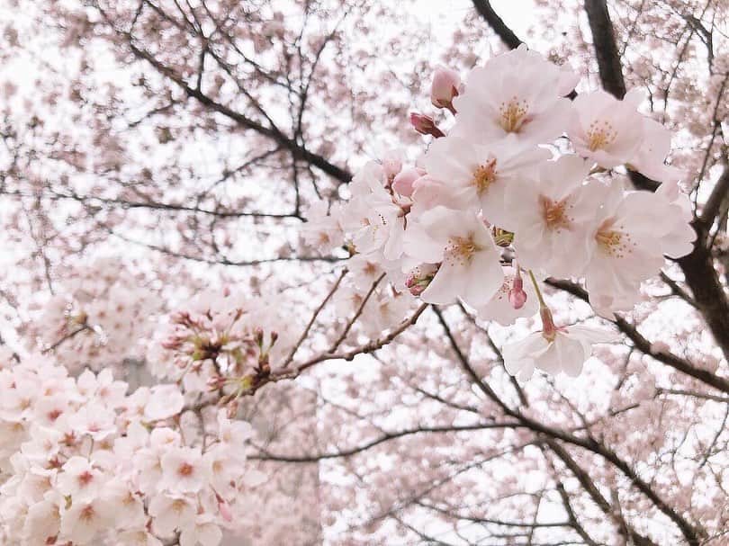 蒼木まやさんのインスタグラム写真 - (蒼木まやInstagram)「🌸﻿ 朝からたくさんのメッセージ﻿ ありがとうございます！﻿ ﻿ 皆さんから頂く"おめでとう"の言葉に﻿ 一つ歳を重ねたんだなと自覚させられました。笑﻿ ﻿ ﻿ 今のような状態だからこそ﻿ 日頃からすぐ側の当たり前の幸せに﻿ 気付ける自分でありたいと強く思いました。﻿ ﻿ 人に何かを与えられて、﻿ 常にわくわくしている自分でいられるように、﻿ 日々前に進み続けたいと思います😊﻿ ﻿ ﻿ 一人一人が目の前の人を大切にすることで﻿ 思いやりに溢れる世界にすることが﻿ できるのかなと思います。﻿ ﻿ ﻿ 温かい言葉を下さりありがとうございます☺️﻿ ﻿ わたしからは道端の桜の写真をお届けします🌸﻿ ﻿ 乗り越えましょう！」3月29日 18時24分 - maya_aoki_