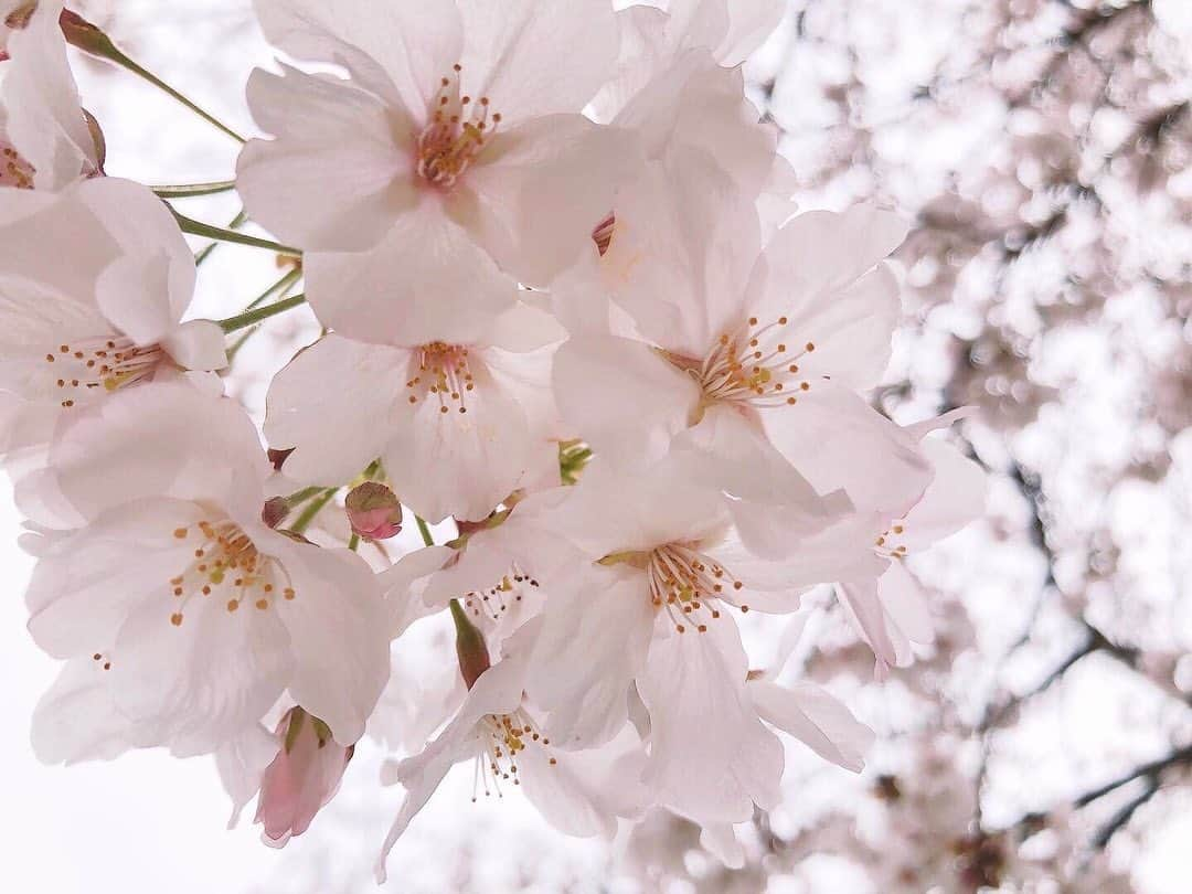 蒼木まやさんのインスタグラム写真 - (蒼木まやInstagram)「🌸﻿ 朝からたくさんのメッセージ﻿ ありがとうございます！﻿ ﻿ 皆さんから頂く"おめでとう"の言葉に﻿ 一つ歳を重ねたんだなと自覚させられました。笑﻿ ﻿ ﻿ 今のような状態だからこそ﻿ 日頃からすぐ側の当たり前の幸せに﻿ 気付ける自分でありたいと強く思いました。﻿ ﻿ 人に何かを与えられて、﻿ 常にわくわくしている自分でいられるように、﻿ 日々前に進み続けたいと思います😊﻿ ﻿ ﻿ 一人一人が目の前の人を大切にすることで﻿ 思いやりに溢れる世界にすることが﻿ できるのかなと思います。﻿ ﻿ ﻿ 温かい言葉を下さりありがとうございます☺️﻿ ﻿ わたしからは道端の桜の写真をお届けします🌸﻿ ﻿ 乗り越えましょう！」3月29日 18時24分 - maya_aoki_