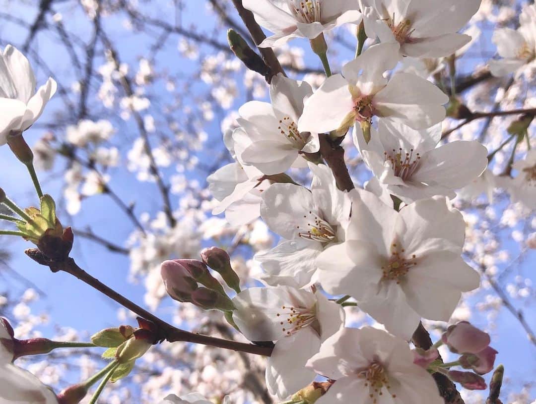 蒼木まやさんのインスタグラム写真 - (蒼木まやInstagram)「🌸﻿ 朝からたくさんのメッセージ﻿ ありがとうございます！﻿ ﻿ 皆さんから頂く"おめでとう"の言葉に﻿ 一つ歳を重ねたんだなと自覚させられました。笑﻿ ﻿ ﻿ 今のような状態だからこそ﻿ 日頃からすぐ側の当たり前の幸せに﻿ 気付ける自分でありたいと強く思いました。﻿ ﻿ 人に何かを与えられて、﻿ 常にわくわくしている自分でいられるように、﻿ 日々前に進み続けたいと思います😊﻿ ﻿ ﻿ 一人一人が目の前の人を大切にすることで﻿ 思いやりに溢れる世界にすることが﻿ できるのかなと思います。﻿ ﻿ ﻿ 温かい言葉を下さりありがとうございます☺️﻿ ﻿ わたしからは道端の桜の写真をお届けします🌸﻿ ﻿ 乗り越えましょう！」3月29日 18時24分 - maya_aoki_