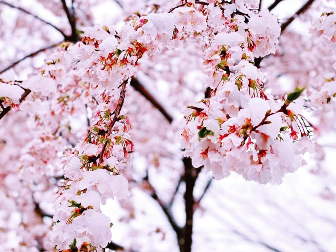 みーちゃんさんのインスタグラム写真 - (みーちゃんInstagram)「🌸❄️ お昼ご飯を買いにコンビニ行く最中に。」3月29日 18時25分 - michan_yuma