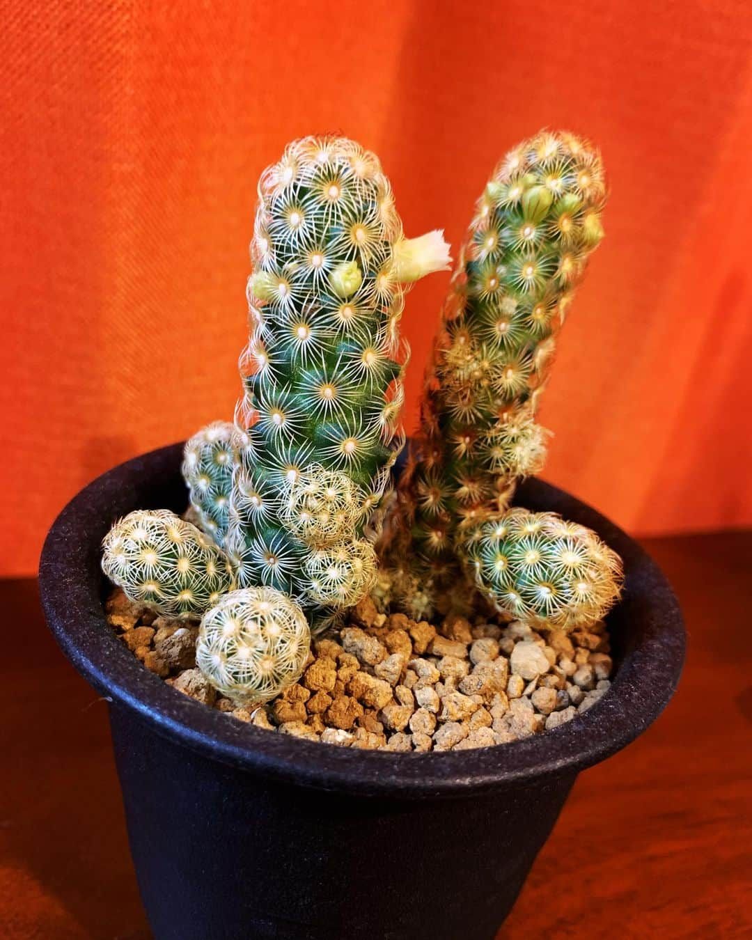 新谷あやかさんのインスタグラム写真 - (新谷あやかInstagram)「・  チューーーー💋🌵🌵 ・  cactus. .  #新谷あやか #shinyaayaka  #actress  #女優  #英語の先生 #englishteacher  #サボテン #cuctus  #我が家のサボテン」3月29日 13時17分 - shinya.ayaka