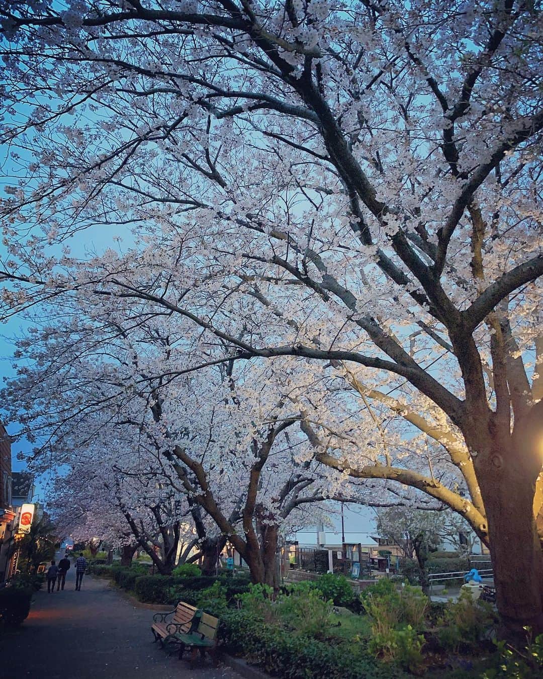 阿部裕幸さんのインスタグラム写真 - (阿部裕幸Instagram)「Cherry blossom season🌸 桜シーズン #cherryblossom #sakura #桜」3月29日 13時24分 - abeani111