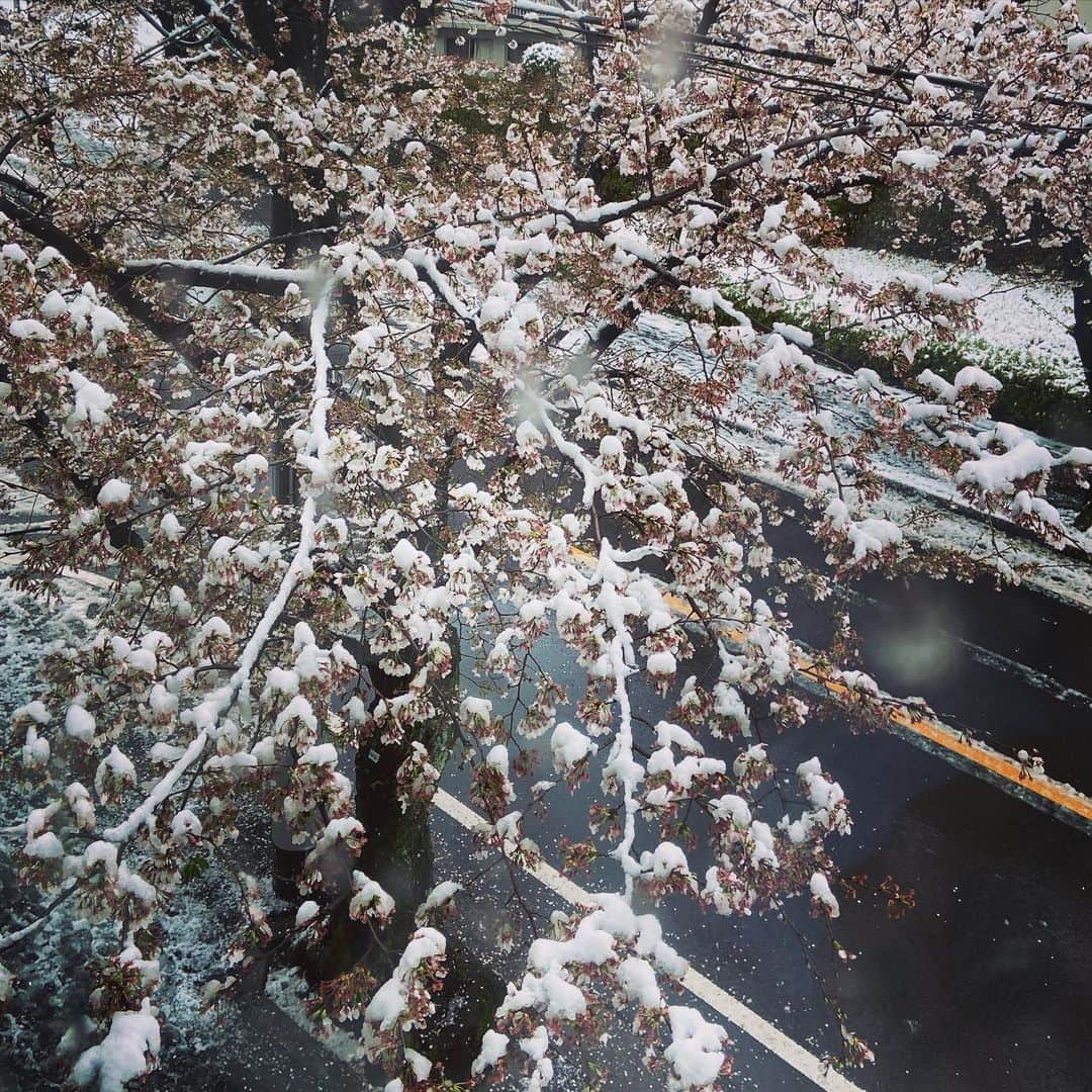 Katsuma さんのインスタグラム写真 - (Katsuma Instagram)「桜の上に雪って☃️🌸💦」3月29日 13時25分 - katsuma_drums