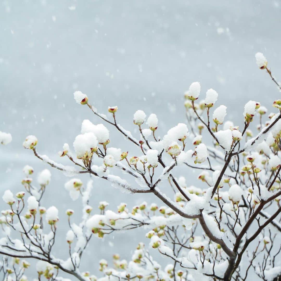 KEINA HIGASHIDEのインスタグラム：「しずかな雪の日曜日。 家で過ごすにはちょうどいい天気。 雪の花があちこちに咲いていてきれい。  #おうち時間 #雪 #snowday #埼玉 #saitama #stayhome #eos800d #efs18135mm」