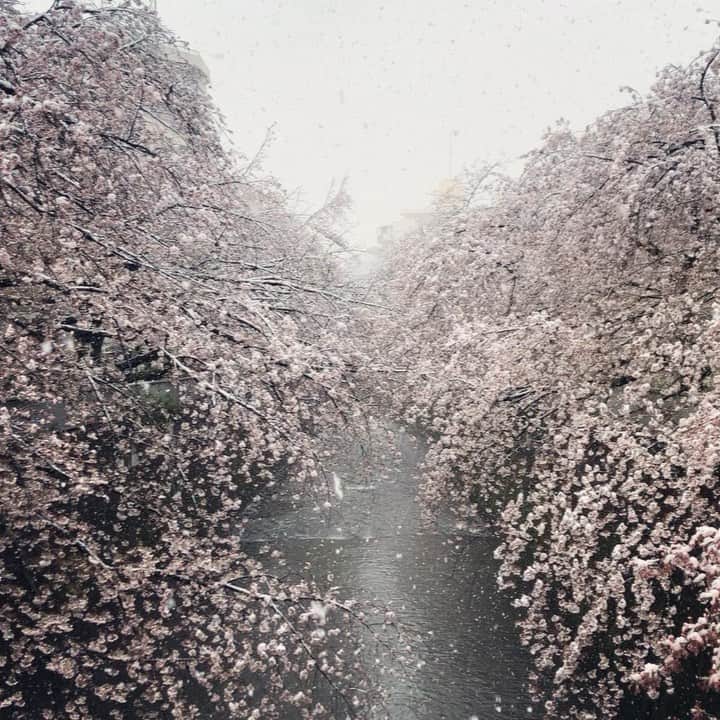 パンといっぴきのインスタグラム：「#桜　#神田川　#雪」