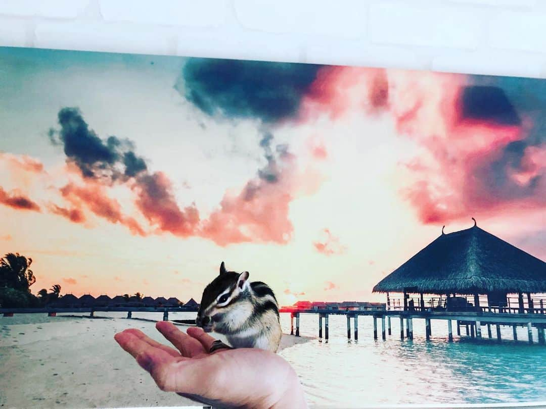 馬庭良介さんのインスタグラム写真 - (馬庭良介Instagram)「Staying home with Kotaro. #stayhome #chipmunk #japan #シマリス　#家にいよう」3月29日 13時39分 - maniwa_ryosuke