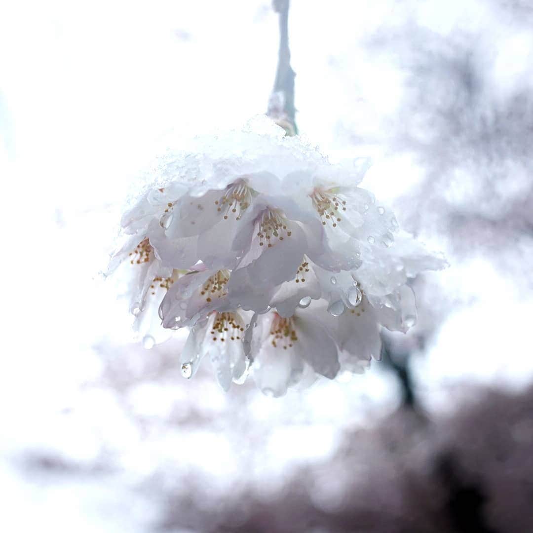 谷中敦さんのインスタグラム写真 - (谷中敦Instagram)「雪桜を見ていて、自分は今現在こういう気持ちの春なんだな、って納得がいきました。癒されました。(お花見をしていた訳ではありません笑 道すがらです。) #rx1rm2」3月29日 13時44分 - a.yanaka
