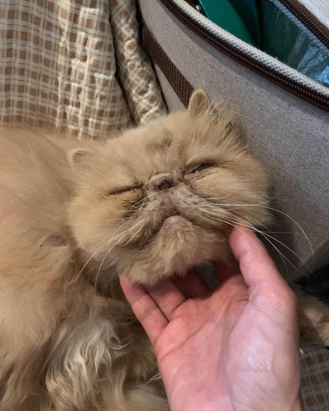 福山理子さんのインスタグラム写真 - (福山理子Instagram)「もちこがかゆいらしい #保護猫 #ブサカワ猫 #sevethelife」3月29日 13時45分 - rikofukuyama