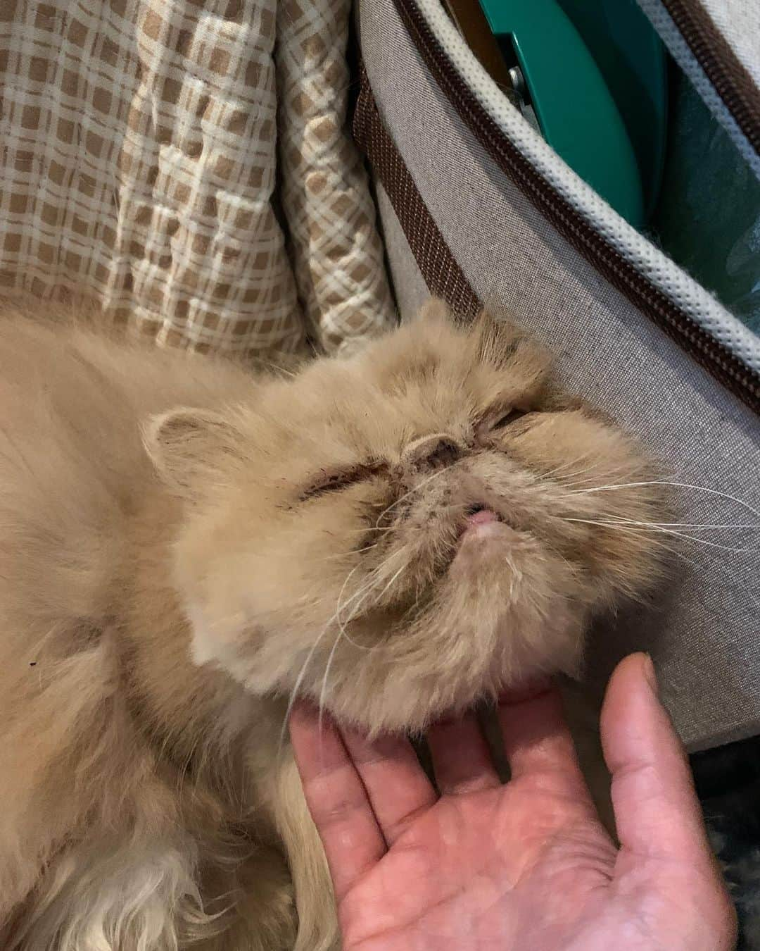 福山理子さんのインスタグラム写真 - (福山理子Instagram)「もちこがかゆいらしい #保護猫 #ブサカワ猫 #sevethelife」3月29日 13時45分 - rikofukuyama