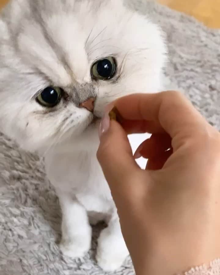 BeBeのインスタグラム：「Happy sunday🤍🤍🤍フードをバリバリ食べる音すき😂特に２枚めの食べ方😂😂 crispy music🍪🍪🍪🍪🍪🍪 #bebe #cat #kitty #kittycat #meow #eyes #ilovecat #hubcats #adorable #bebechannel #catsofinstagram #petsofinstagram #kittensofinstagram #CATLIFE #instamovie #catvideo #instacat #猫　#kawaii」