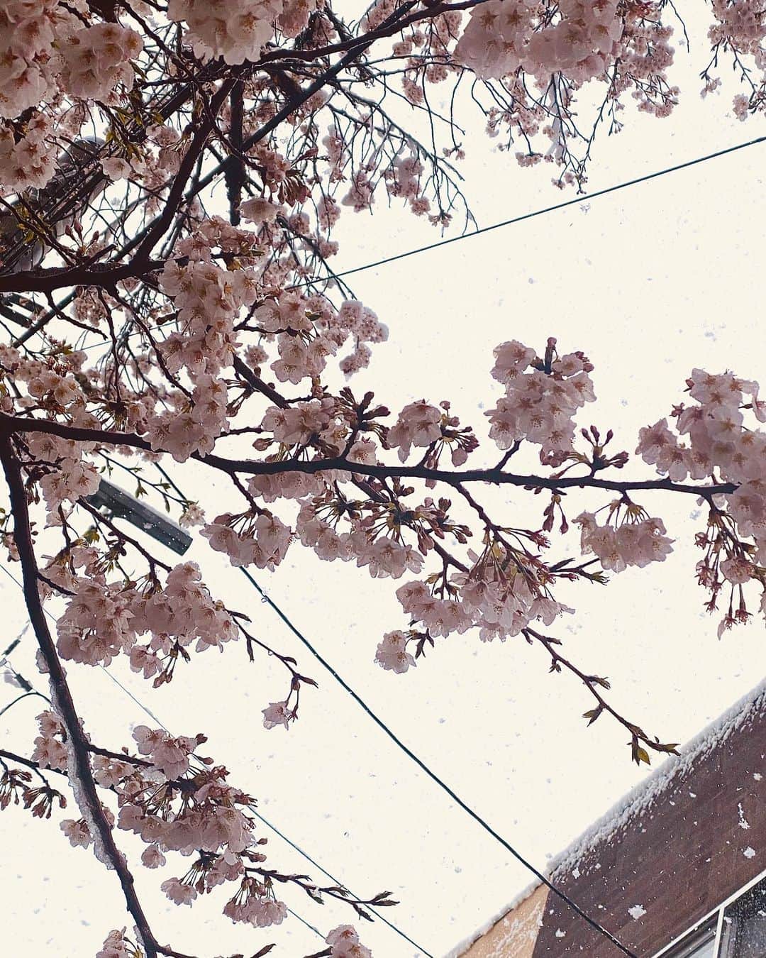 大友陽平さんのインスタグラム写真 - (大友陽平Instagram)「SAKURA2020 🌸 #桜 #SAKURA #春は必ず来る #spring ? #雪 #snow」3月29日 13時48分 - nikkan_ohtomo