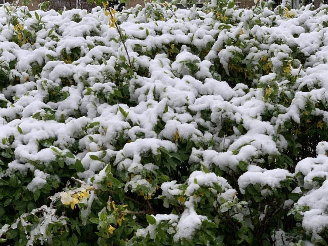 土屋太鳳さんのインスタグラム写真 - (土屋太鳳Instagram)「家族から、実家の景色。 雪国みたい❄️」3月29日 13時54分 - taotsuchiya_official