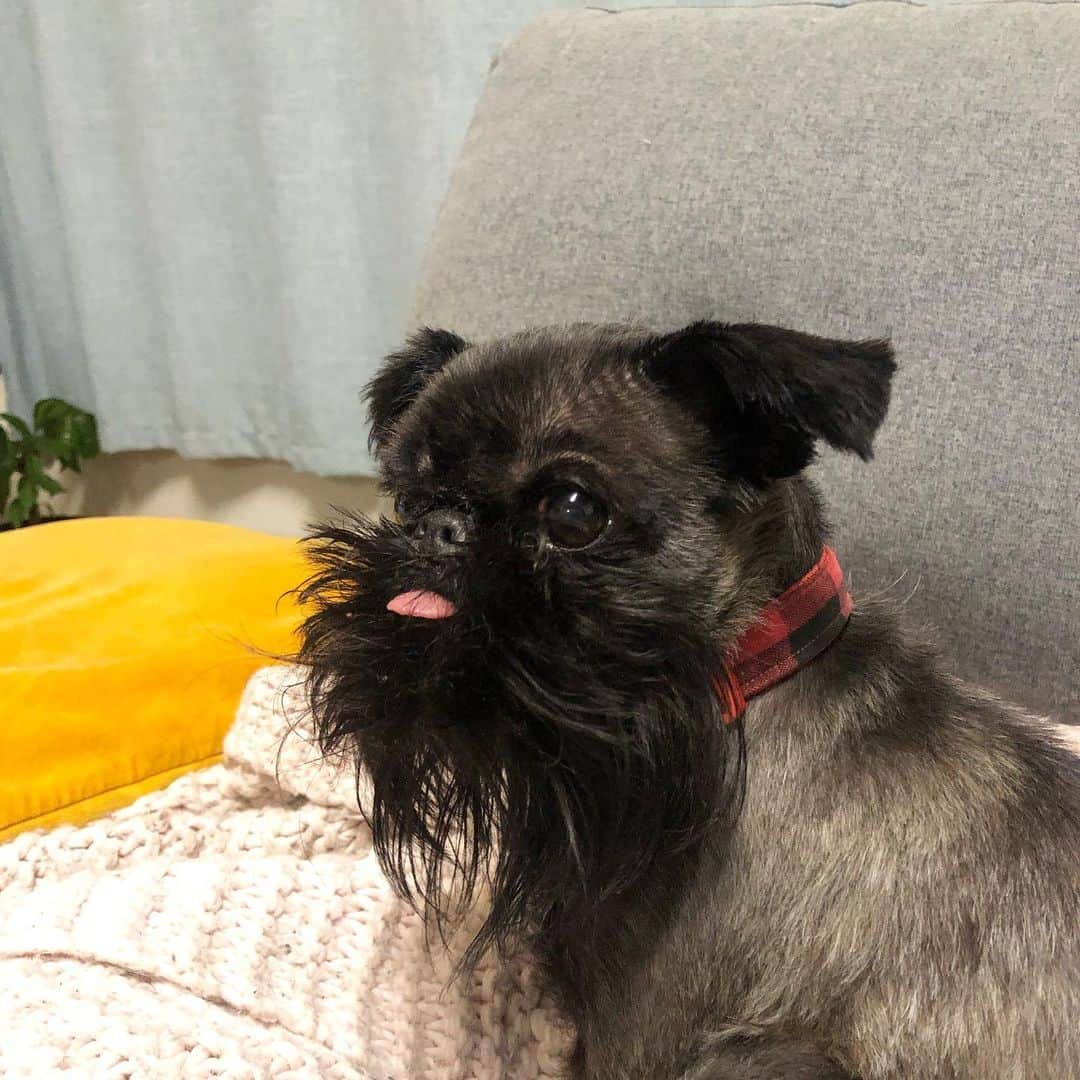 Digby & Aloのインスタグラム：「That feeling when you know that someone, somewhere is eating snacks that you don’t have 😔」