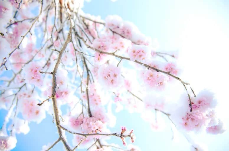 真樹麗子さんのインスタグラム写真 - (真樹麗子Instagram)「窓の外には、雪桜...🌸✨ #stayhome#prayfortheworld」3月29日 13時58分 - makiofficial_0718