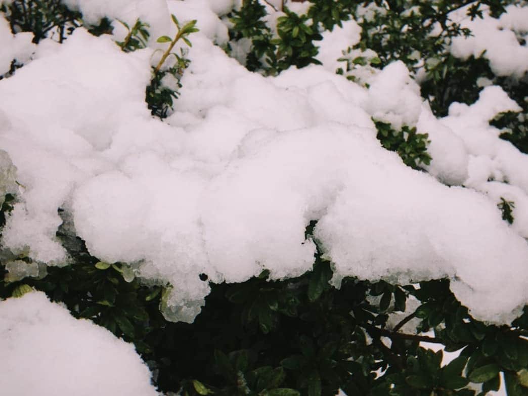 小見川千明さんのインスタグラム写真 - (小見川千明Instagram)「3月の末に降る雪にはたくさんの名前がついています。 . 忘れ雪  雪の果  淡雪  別れ雪 などなど。 . . 雪の美しさを表す日本語もまた、同じように美しい✧︎⋆*ೄ . . 白い牡丹が風に舞う様や、霙混じりの雪が奏でる音を皆さんと共有出来ないのが寂しいですが . . 離れている時に思い出す皆さんのお顔も、私にとっては美しい景色です。 . . お仕事の方には厄介な雪ですが、私にはご褒美に思えてしまいます。 . . 今日も世界は美しい。 . . . . . #写真 #photo  #filmcamera #natural  #smile  #filmphotography #film #フィルムカメラ #anime #game #manga #comic #model #被写体 #voiceactor #voiceactress #配音演员 #声優 #Japan #kawaii #kawaiigirl #model #被写体 #小見川千明  #小千姬 #雪 #snow」3月29日 14時01分 - chiaki_omigawa