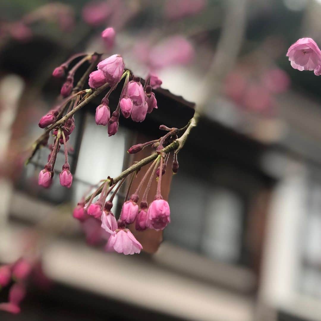 ひうらさとるさんのインスタグラム写真 - (ひうらさとるInstagram)「他の桜も咲いてきた。お風呂帰りに。  #cherryblossom  #socialdistance  #stayathome」3月29日 14時02分 - marikosatoru