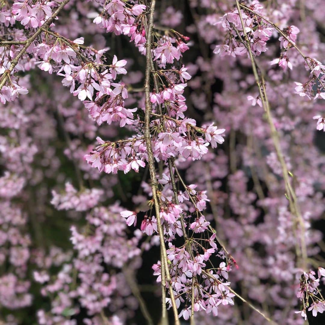 ひうらさとるのインスタグラム：「他の桜も咲いてきた。お風呂帰りに。  #cherryblossom  #socialdistance  #stayathome」