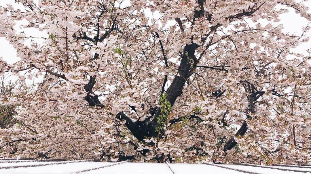 宇藤えみさんのインスタグラム写真 - (宇藤えみInstagram)「桜と雪。 息子は外に出て雪遊び。 #暮らし#桜と雪#おうち時間 #cherryblossom」3月29日 14時12分 - emiuto