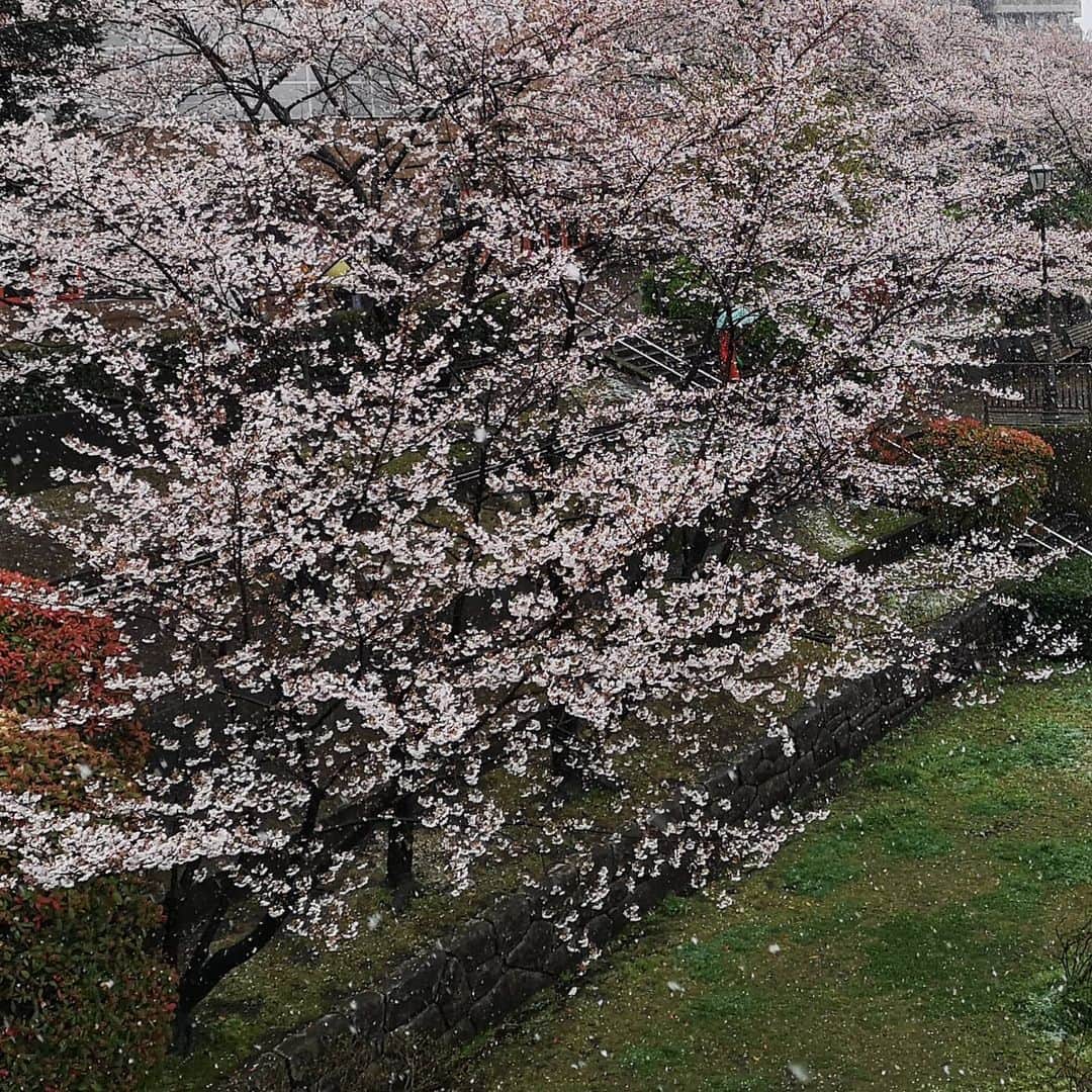 なだぎ武さんのインスタグラム写真 - (なだぎ武Instagram)「雪の降る中桜見に行った。。 寒すぎた、、 #雪桜」3月29日 14時22分 - nadagigigi