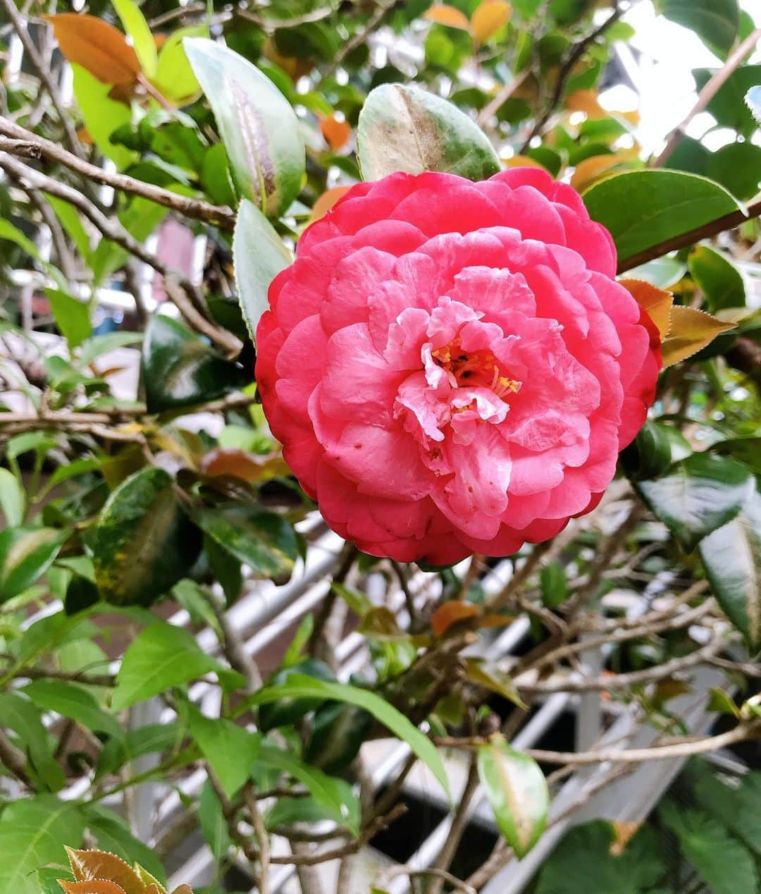 長嶺花菜さんのインスタグラム写真 - (長嶺花菜Instagram)「叔母の家の庭には、﻿ 沢山のお花が咲いています♡﻿ ﻿ #テッポウユリ﻿ #椿﻿ #マリーゴールド﻿ ﻿ そして、﻿ 私が作った﻿ ﻿ #シーサー　﻿ #石敢當﻿ ﻿ 飾ってくれてありがとう😊」3月29日 14時31分 - kana_nagamine