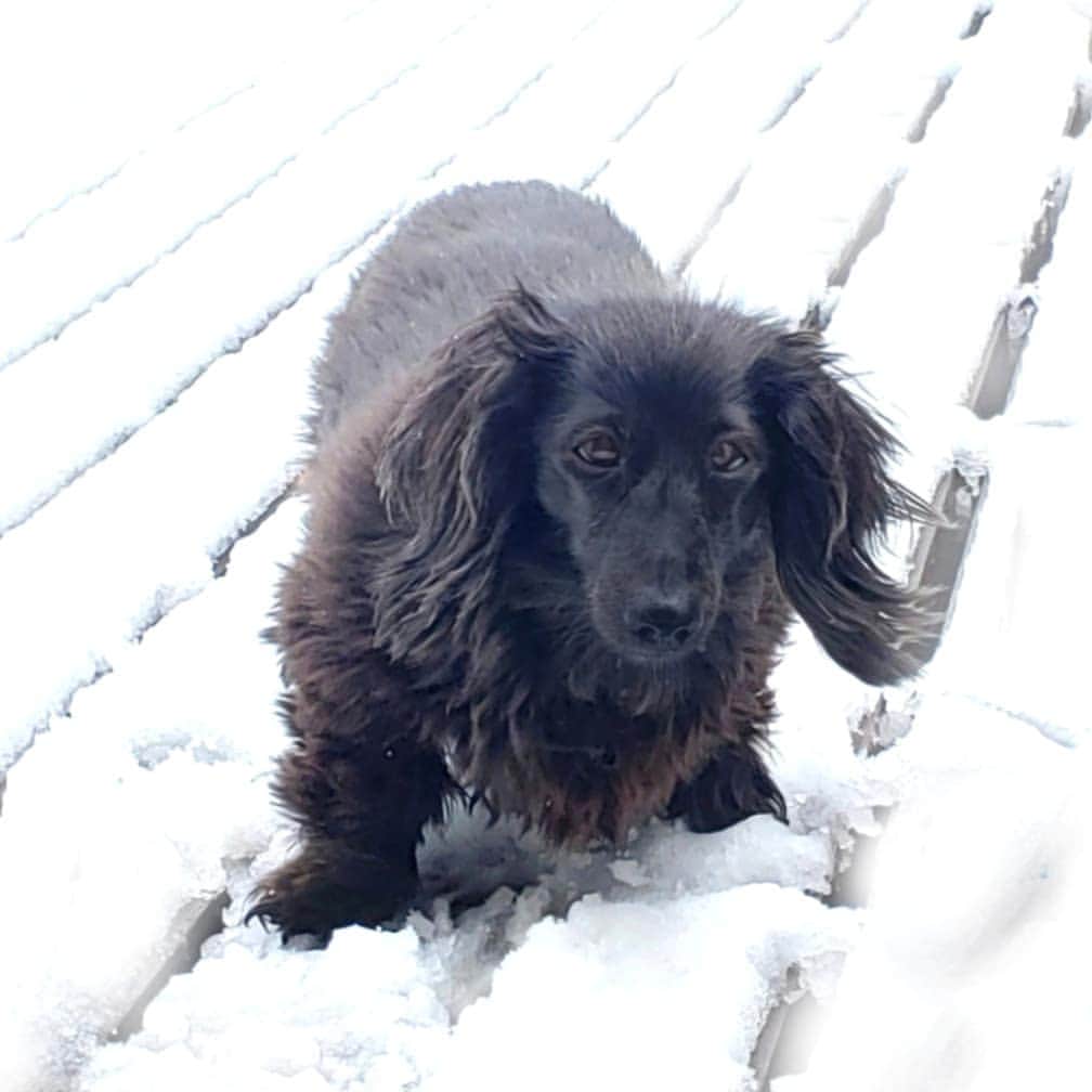 布川敏和さんのインスタグラム写真 - (布川敏和Instagram)「White＆Black！ . #布川敏和 #愛犬 #ダックスフンド #ブラックソリッド #白い雪 #黒い犬」3月29日 14時44分 - fukawatoshikazu