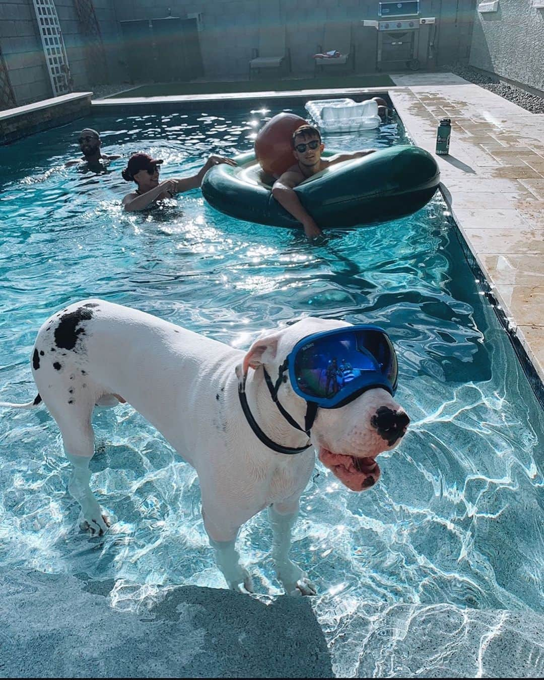 モーガン・ミッチェルさんのインスタグラム写真 - (モーガン・ミッチェルInstagram)「I JUST WANT TO SEE MY WHITE WOMBATTT 😭♥️ 🐩 #Barry」3月29日 14時52分 - morganmitch