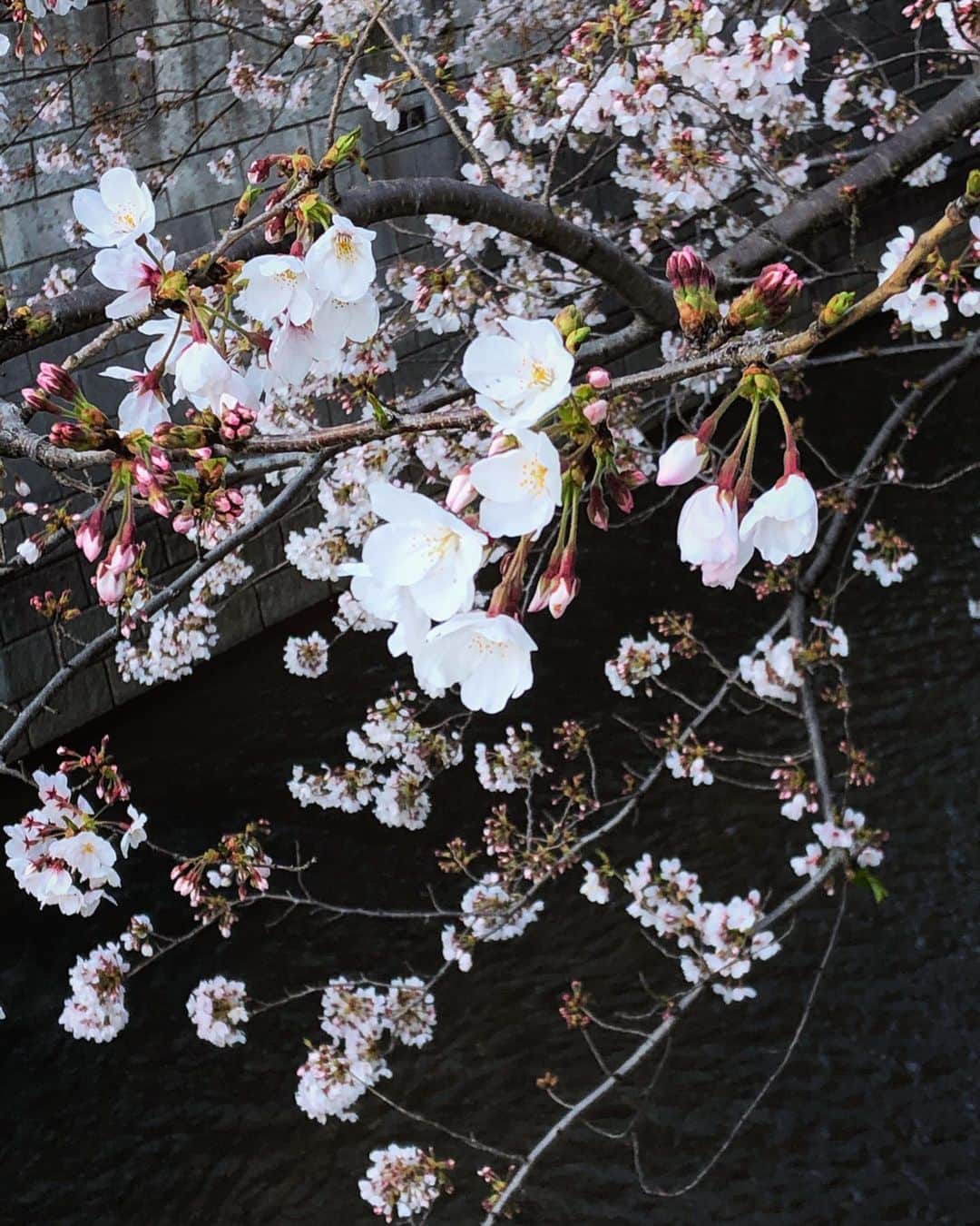 早瀬英里奈さんのインスタグラム写真 - (早瀬英里奈Instagram)「今日の東京は本格的な雪❄️ ・ 私の家の周りも少し積もっています☃️ ・ 外出の自粛でお花見もできないけど、 先週色んな道で出会った桜の花でお花見気分を🌸 ・ 今年の桜も綺麗です✨ ・ ２枚目の写真は３種類の桜の木🌸 ・ ３枚目は小さな川の桜🌸 日が落ちて日陰になっていたけど、桜はやっぱり綺麗✨ ・ 最後は日が落ちた後に見上げた桜🌸 ・ 色んな表情があって素敵でした🌈 ・ ・ ・ #3月の雪  #2020年 #桜 #今年の桜も綺麗 #色んな表情 #素敵 #早瀬英里奈 #erinahayase」3月29日 15時05分 - erina.hayase