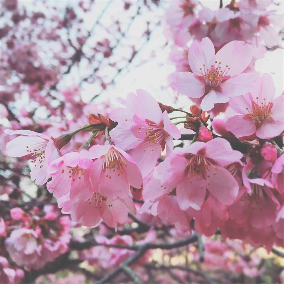 Candlewick Co., Ltd.さんのインスタグラム写真 - (Candlewick Co., Ltd.Instagram)「毎年、弊社のオフィスから千鳥ヶ淵公園に咲く美しい桜の景色を楽しむことができます。 . 今年のお花見はどうされていますか？ . 私たちは素晴らしい料理と英国の高級スパークリングワインで自宅でお祝いしています！ . Every year, from our office, we can enjoy the view of beautiful cherry blossoms blooming in Chidorigafuchi Park. How are you enjoying the cherry blossoms this year? . We will be celebrating indoors with great food and English Sparkling Wine! . #candlewickpr #tokyopr #publicrelations #marketing #communication #Nyetimber #PerfectlyBritish #Sakura #Spring #staysafe #stayhome #桜 #ナイティンバー #パーフェクトリーブリティッシュ #英国スパークリングワイン #お花見 #お花見気分 #お家でお花見 #千鳥ヶ淵」3月29日 15時13分 - candlewick_jp