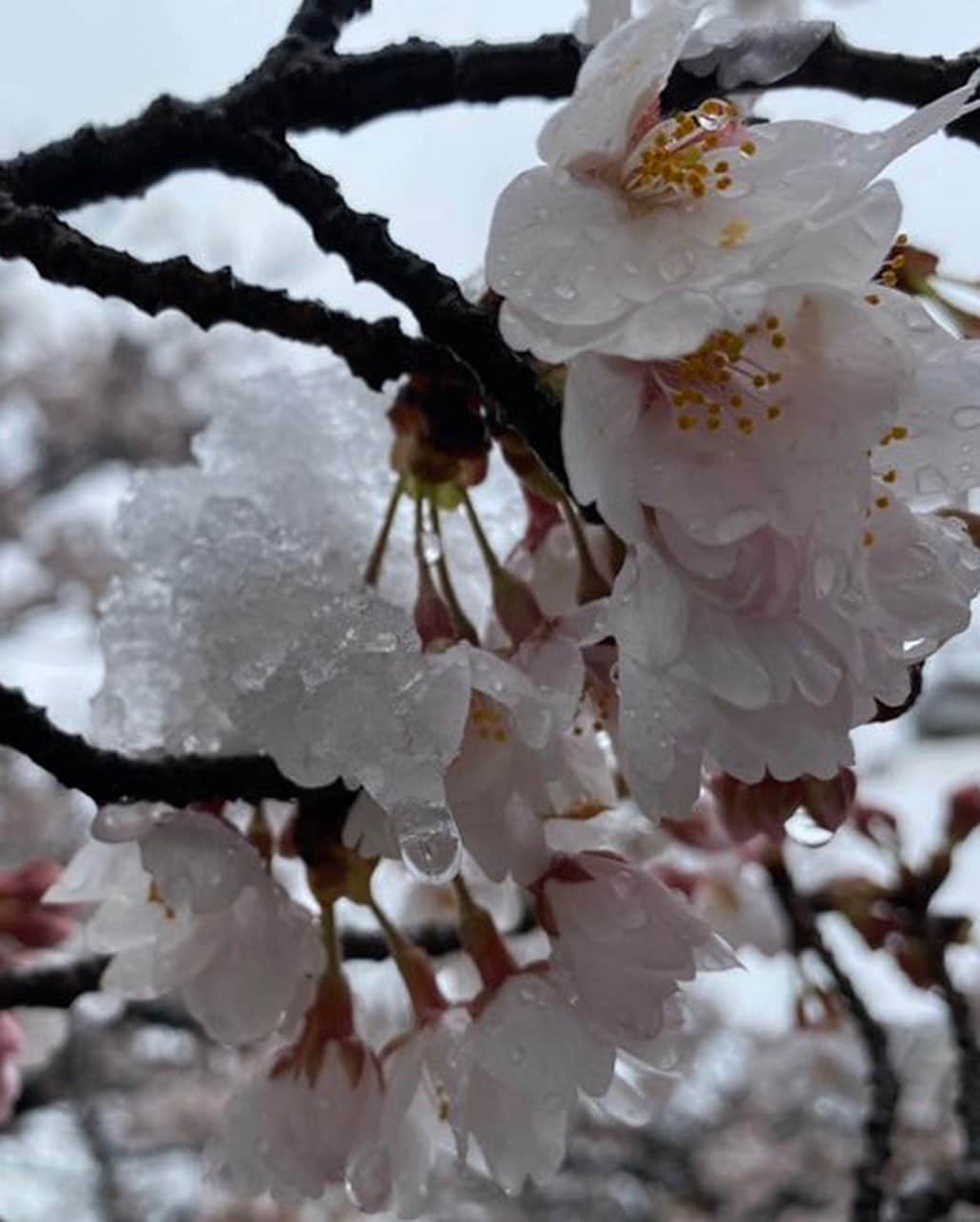 渡部太基さんのインスタグラム写真 - (渡部太基Instagram)「. 春に咲く雪 #雪桜 #❄️🌸 #思ひ出 #20200329  #northface男子 #わたべんちのれおうくん」3月29日 15時07分 - daikick7