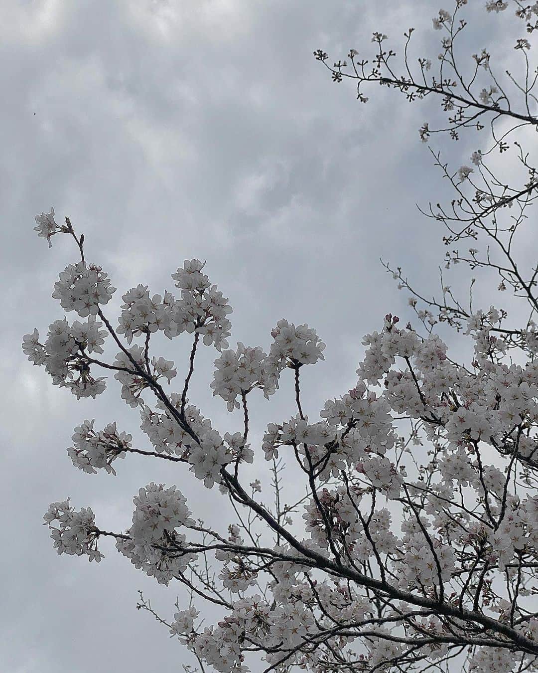 川上千尋さんのインスタグラム写真 - (川上千尋Instagram)「🌸」3月29日 15時16分 - this_chihhi