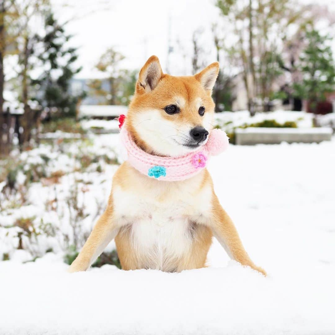 豆柴にこちゃんさんのインスタグラム写真 - (豆柴にこちゃんInstagram)「🐶☃️ 雪遊びしてきたよ。 思ったより雪がシャバシャバ💦 . 4枚目 雪玉を破壊！ . 5枚目 雪を吸い込みすぎて過呼吸みたいに😅 . 6枚目 車の雪下ろしをして腰を痛めたトム登場。 撮影助手務まらず🤨 . 7ー8枚目 興奮しすぎてロングリードの シュルシュル音がすごい🤣 . 🧣衣装協力 #ぽっちゃんマフラー . ※写真のリードはアプリで消してます . #柴犬#豆柴#pecoいぬ部#犬#わんこ#犬#ここ柴部#shibainu#dog#mameshiba#pecotv#shiba#いぬのきもち部#しばいぬ#しばけん#こいぬ#シバイヌ#いぬ#イヌ#ペット#日本犬#子犬#puppy#pet#시바견#강아지#개#barked#9gag」3月29日 15時16分 - nikochan.mame48