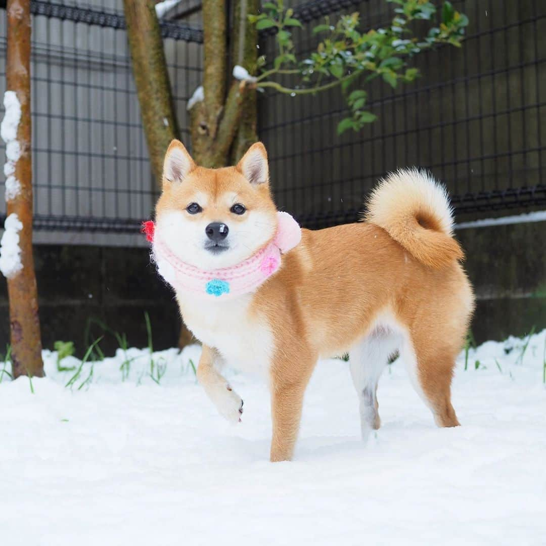 豆柴にこちゃんのインスタグラム