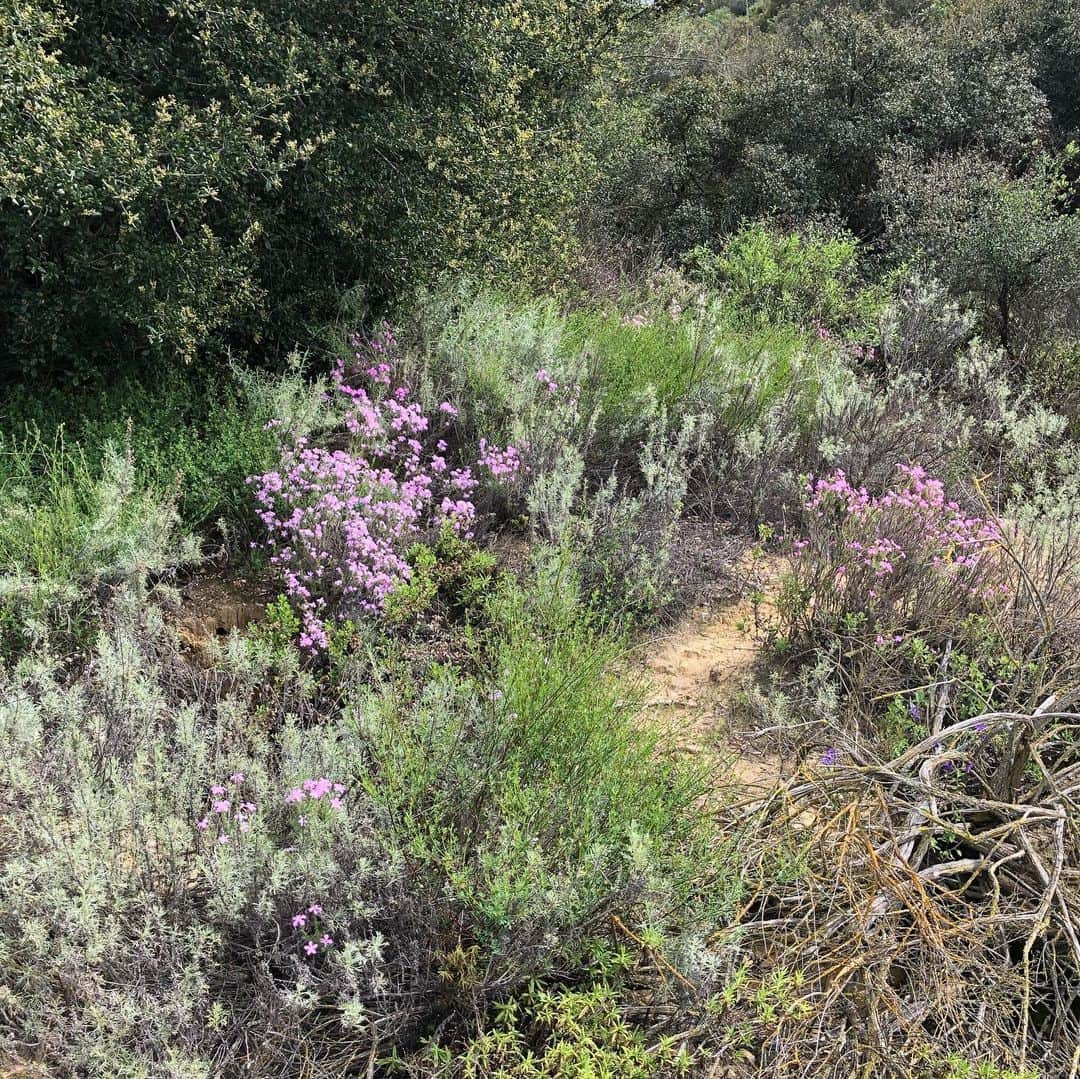 D・W・モフェットさんのインスタグラム写真 - (D・W・モフェットInstagram)「The beauty...and the reality...of social distancing. #socialdistancing #topanga #notasoulonthehike」3月29日 15時34分 - dwmoffett