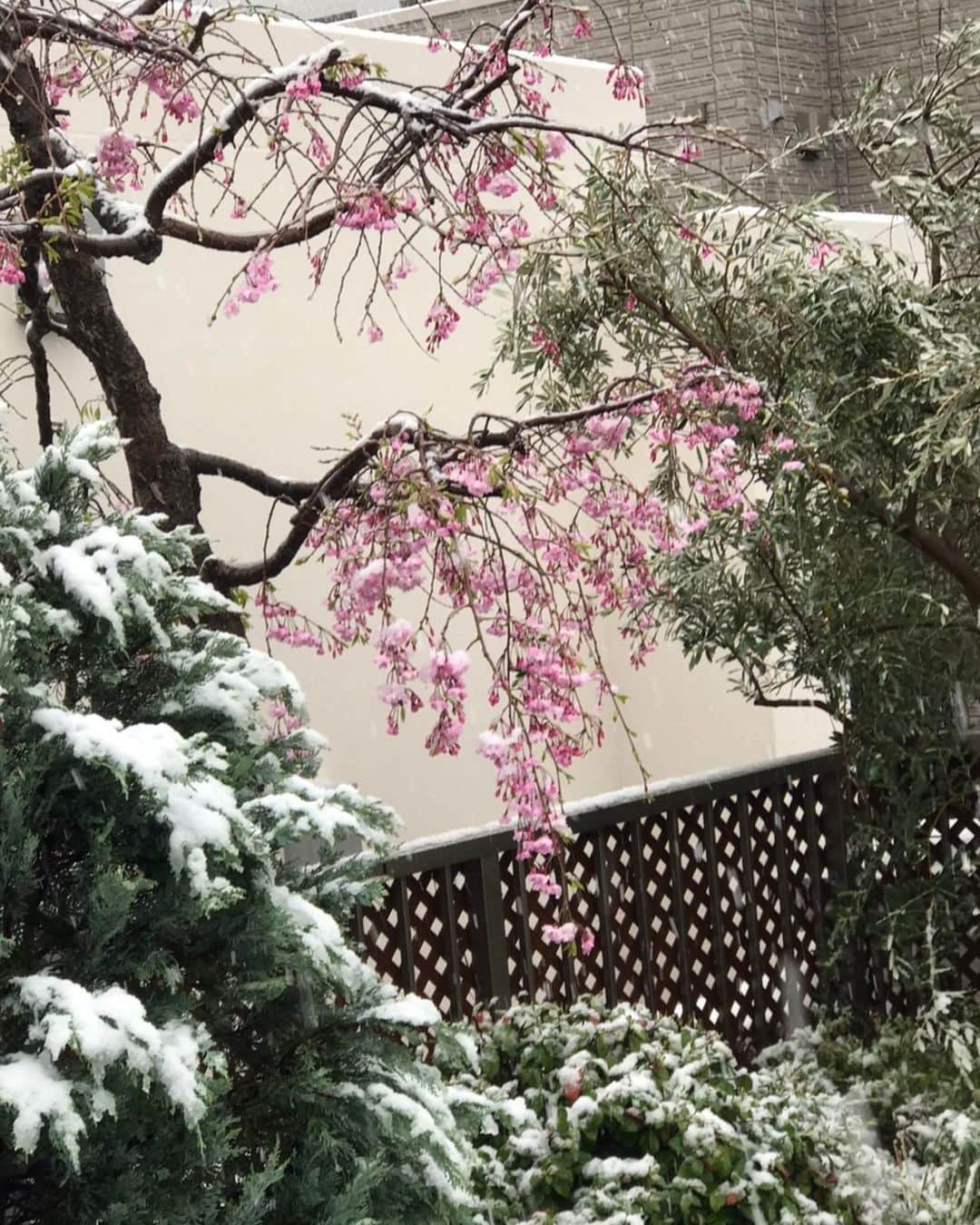 キャシー中島さんのインスタグラム写真 - (キャシー中島Instagram)「* 東京は雪です。 朝からソワソワしているハルコは早速屋上に出ています。 こんなに小さな庭でもハルコにとっては冒険なんですね！ ジィジに小さな雪だるまを作ってもらっています。 やっと咲いた枝垂れ桜も凍えています。お願い散らないでね！ ドゥも戸惑っています❣️ 私はそんなハルコとジィジとドゥがおかしくて、おかしくて❣️ お昼過ぎには止むようなので、ちょっとだけ今年の冬を偲んでいます。 雪が溶けるようにコロナウィルスも無くなっちゃうと良いのにね！」3月29日 15時36分 - official_kathynakajima