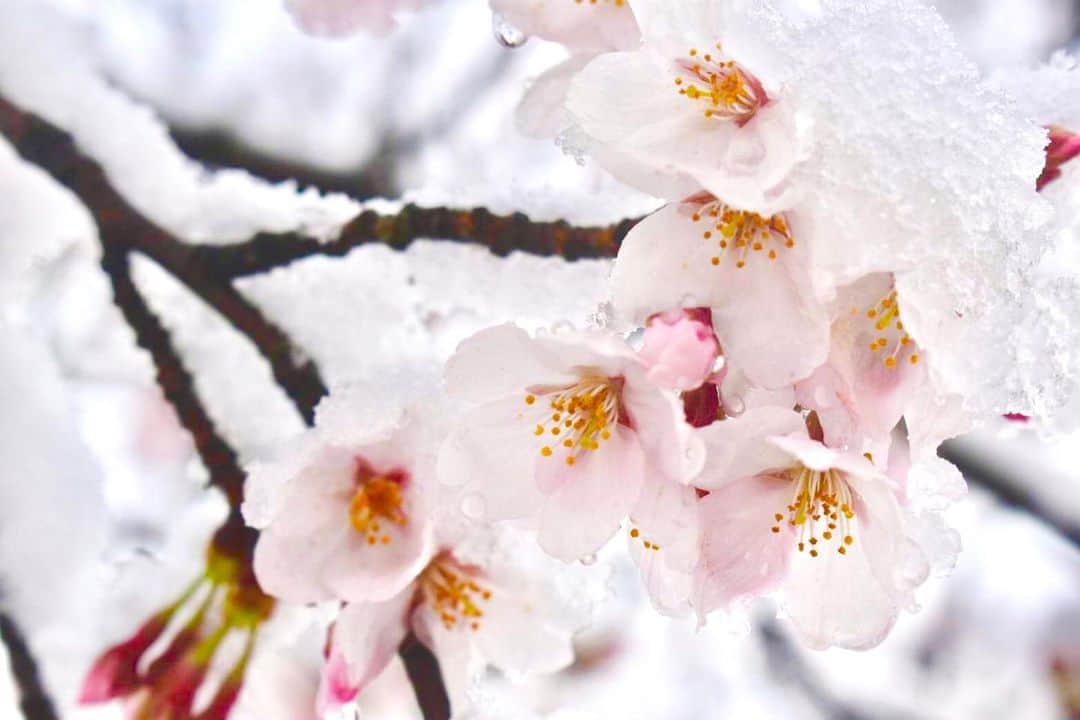 岡田ひとみ（ねんドル）さんのインスタグラム写真 - (岡田ひとみ（ねんドル）Instagram)「いつもの桜も寒そうに。 #雪桜#snow #cherryblossom #snowy #sakura#japan#japon#桜#雪」3月29日 15時57分 - hitomi_nendol