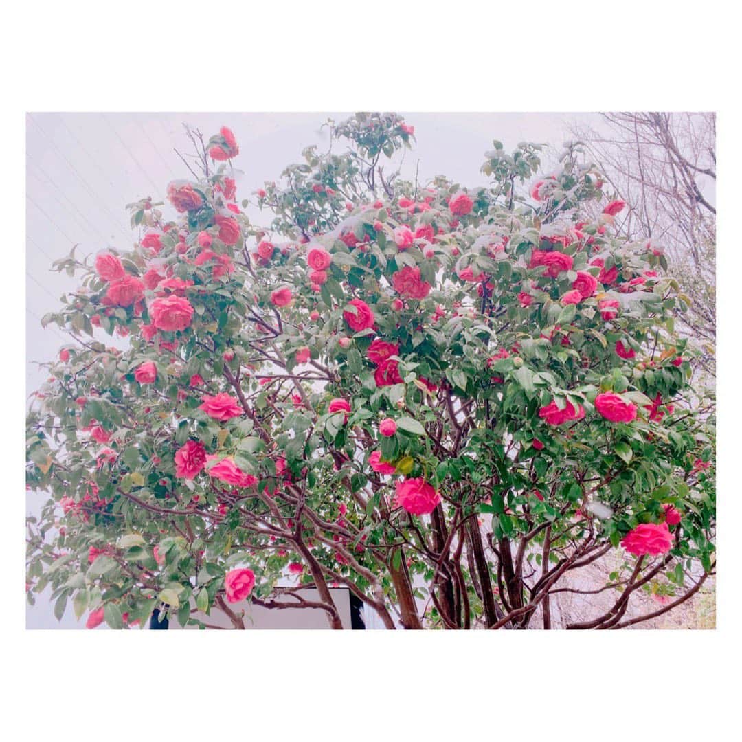 AIMIさんのインスタグラム写真 - (AIMIInstagram)「🌸SAKURA🌸×❄️SNOW❄️ ❤︎ ❤︎ 桜の時期に雪なんて珍しいから、みんなにも見てもらおうと思って写真撮ってきたよ〜😉💮📸 真っ白な世界に桜が風邪ひいちゃいそう。 でもきれいだね！みんなも風邪ひかないでね！ ❤︎ ❤︎ 《LIVE information》 ○2020.04.15(水) DESEOmini with VILLAGE VANGUARD Miyagi(SHIBUYA DESEO) 3days proudly presents 「two sides 2nd Anniversary FINAL!!!」 開場18時 | 開演18時半 【料金】前売¥2,500 | 当日¥3,000 【出演】ナガトモユリ / はらあやの / AIMI / Anna / rui ogawa(kasa. / from 三重) / 幾田りら  http://www.deseo.co.jp/mini/2020-4 ❤︎ ❤︎ ○2020.04.29(水) MITSUBACHI ROCK CIRCUIT  会場　下北沢（詳細は後日アナウンスさせていただきます） OPEN/START 11:30/12:00 前売り￥3,400-（ドリンク別）高校生以下￥2,900-（ドリンク別）/当日￥3,900-（ドリンク別） http://www.reg-r2.com/?page_id=7250&ym=2020-04  #AIMI#SAKURA#桜#SNOW#雪#東京」3月29日 15時57分 - my_name_is_aimi