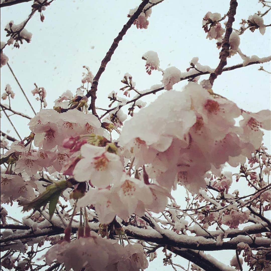 たいせいさんのインスタグラム写真 - (たいせいInstagram)「いやいや…桜もビックリですわ…」3月29日 16時03分 - taitaman