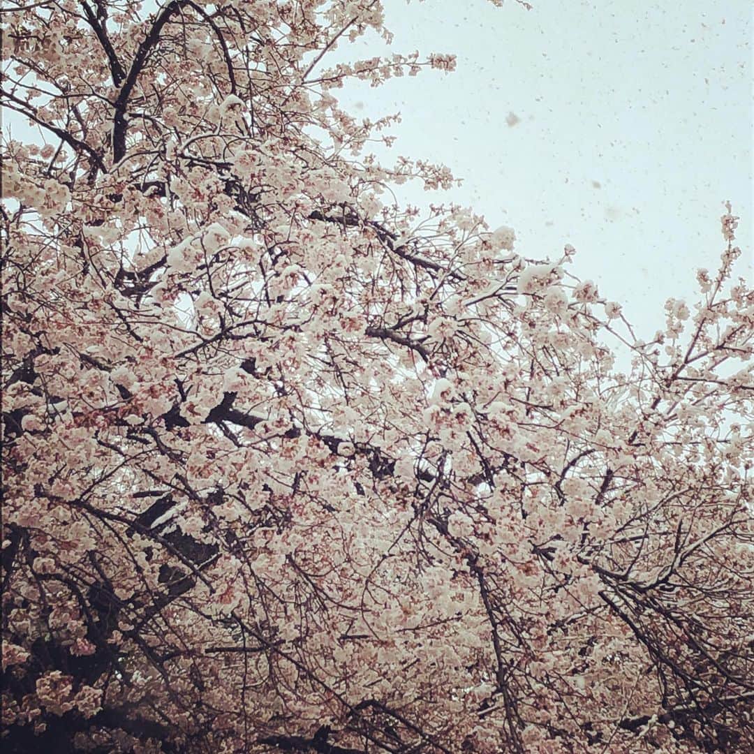 たいせいさんのインスタグラム写真 - (たいせいInstagram)「いやいや…桜もビックリですわ…」3月29日 16時03分 - taitaman