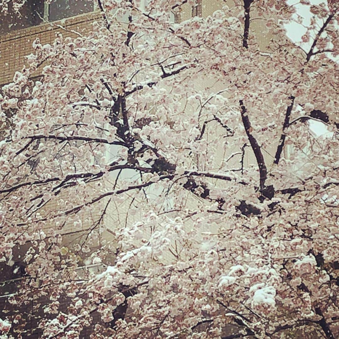 たいせいさんのインスタグラム写真 - (たいせいInstagram)「いやいや…桜もビックリですわ…」3月29日 16時03分 - taitaman