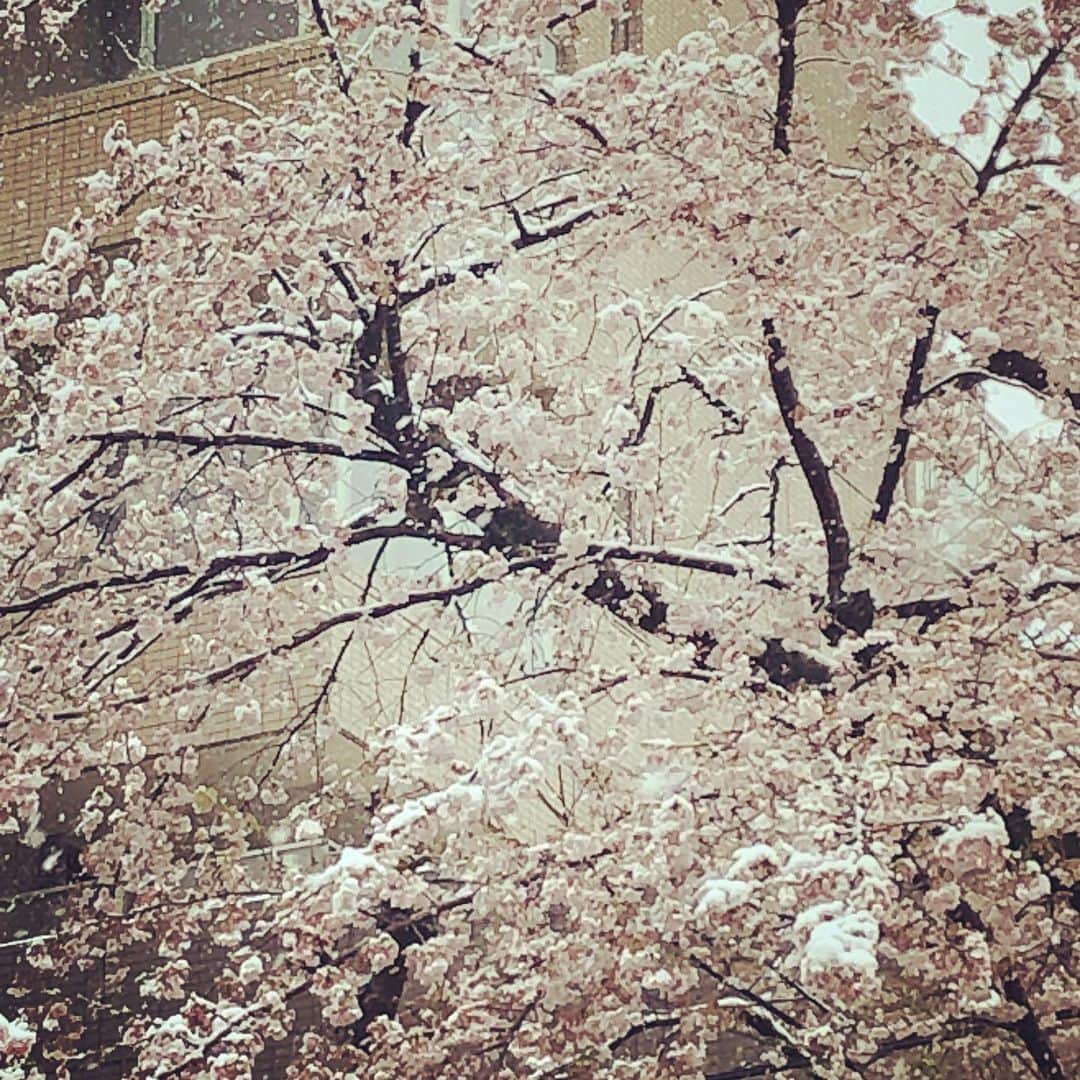 のインスタグラム：「いやいや…桜もビックリですわ…」
