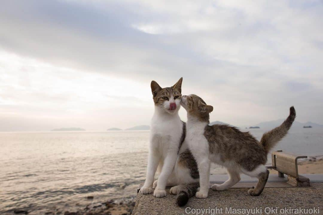 Masayukiさんのインスタグラム写真 - (MasayukiInstagram)「なかよしさん。  #cat #ねこ」3月29日 16時04分 - okirakuoki