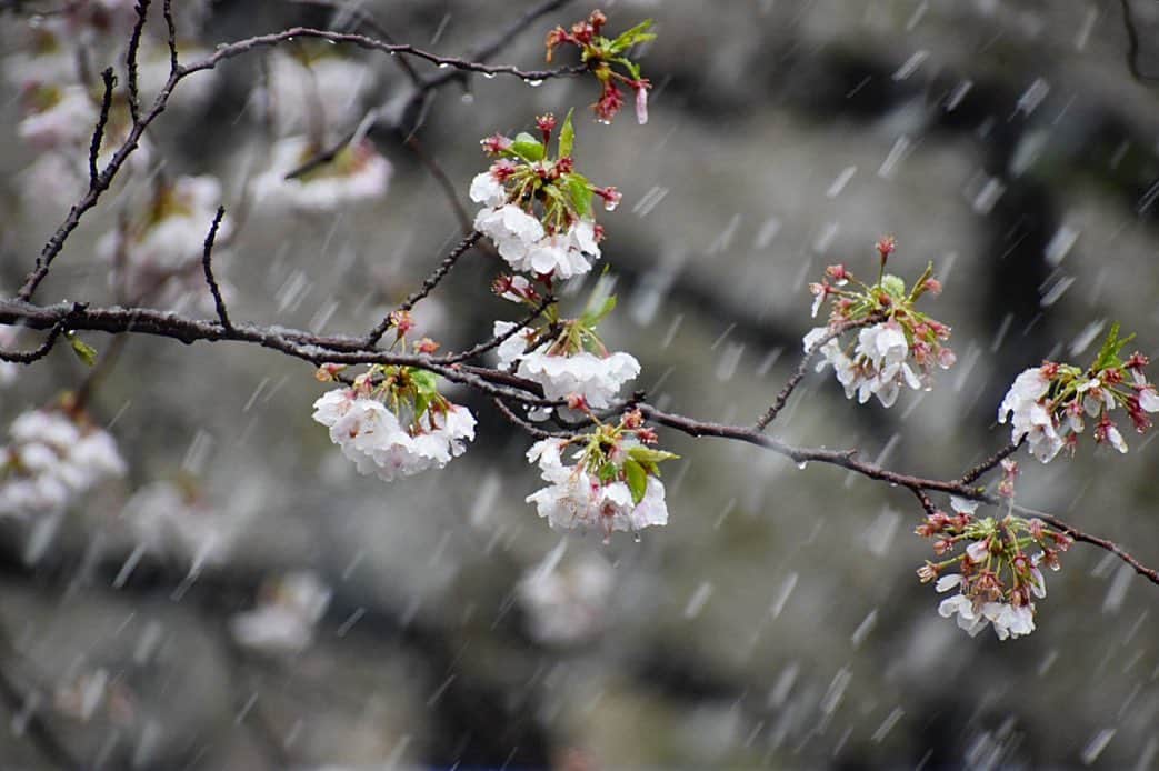 土屋炎伽さんのインスタグラム写真 - (土屋炎伽Instagram)「✴︎ 実家から届いた写真を。 🌸と❄️… なかなか見ることができない 不思議な光景。。 . #桜に氷柱、、」3月29日 16時04分 - honoka.t8