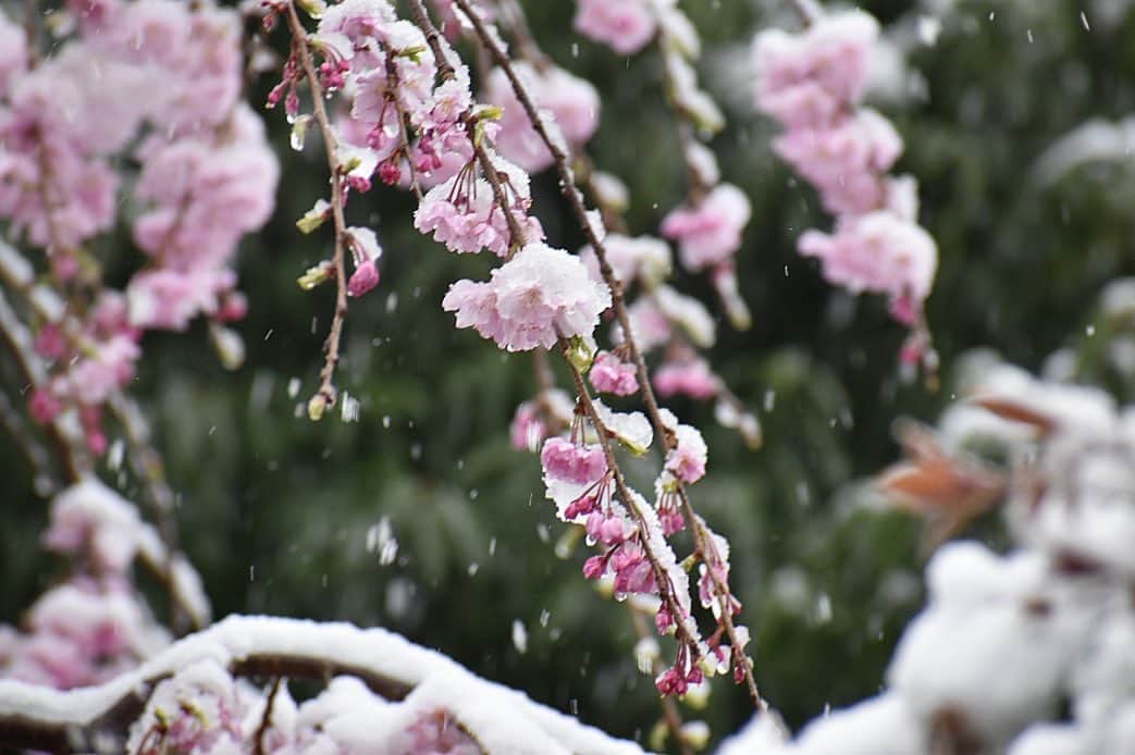 土屋炎伽さんのインスタグラム写真 - (土屋炎伽Instagram)「✴︎ 実家から届いた写真を。 🌸と❄️… なかなか見ることができない 不思議な光景。。 . #桜に氷柱、、」3月29日 16時04分 - honoka.t8